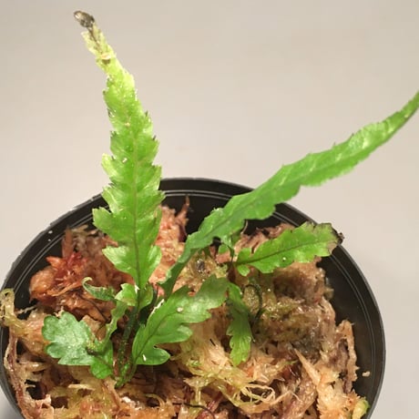 Microsorum sp. Short Dragon Tail