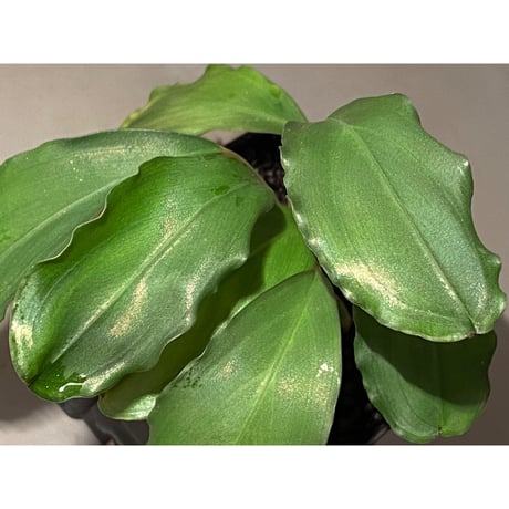 (大株) Bucephalandra sp. Green wavy broad reaf [トロピカ社] ②