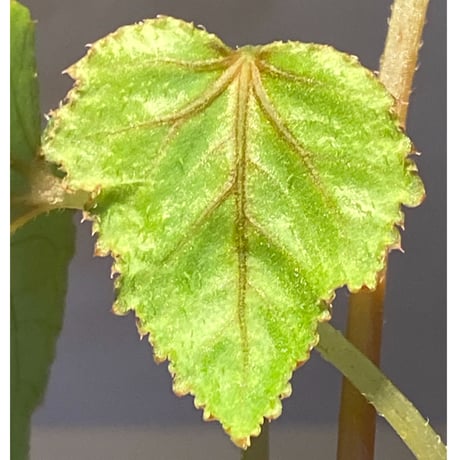 Begonia sp. from Ha Noi [TK140617]