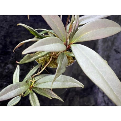 Medinilla sp. from Bukidnon 1.300m Mindanao Philippines