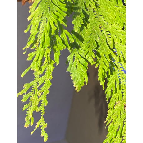 Selaginella sp. from Sangkhlaburi Kanchanaburi Thailand ②