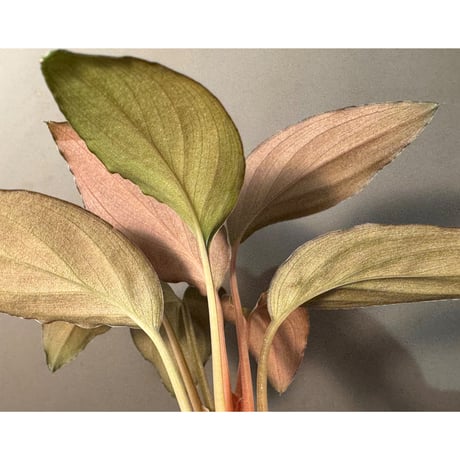 Homalomena sp. "Black Sapphire" from Kepulauan riau