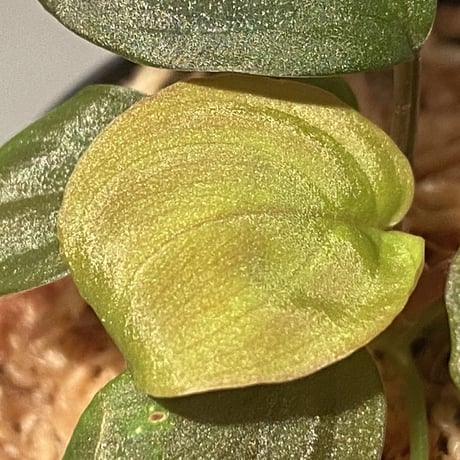 Homalomena sp. Red "Sabah-6" [R0515-03a] ①
