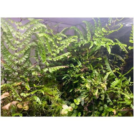 Teratophyllum aculeatum from Nanga pinoh [TB]