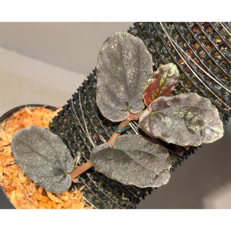 Pellionia sp. from Binh Dinh Vietnam