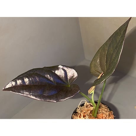 Syngonium sp. from Choco Colombia [tanakay]