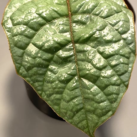 Pterisanthes sp. from Sabah-1 [R0515-01a]
