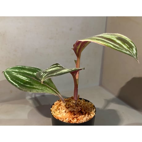 Spatholirion sp. from Guangxi