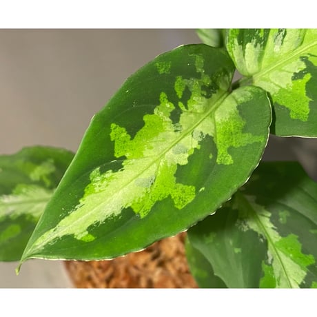 Aglaonema pictum "マルチカラー白玉" D.F.S from Sumatera barat [AZ0912-1]