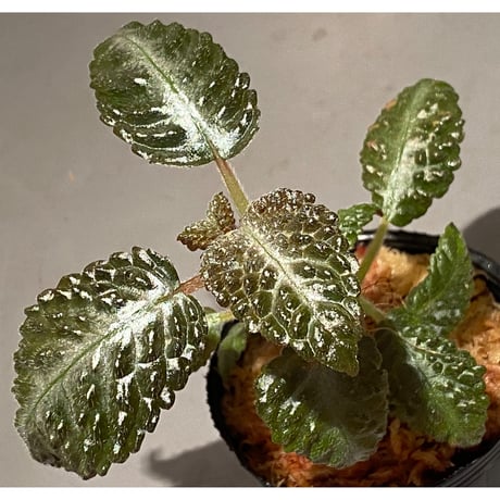 nautilocalyx | STORES