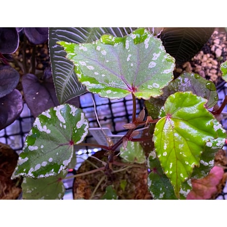Begonia sp. from North Toraja [S0919-02] STRINGE PLANTS