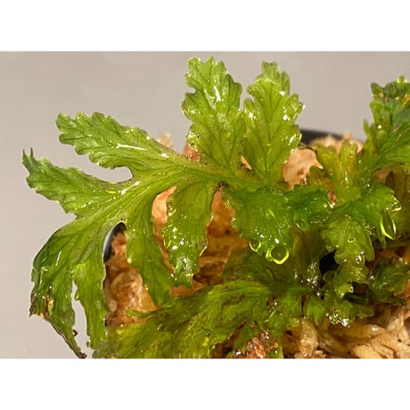 Crepidomanes sp. from Papua New Guinea