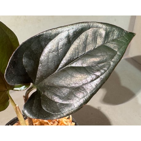 Syngonium sp. from Choco Colombia [tanakay]
