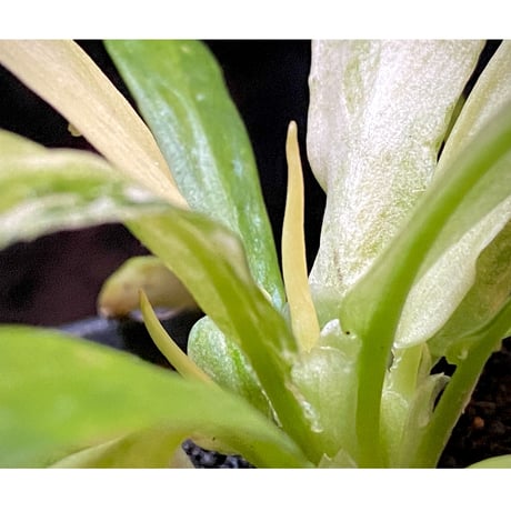 Schismatoglottis sp. "初霜錦" from Murung raya [LA0515-05]