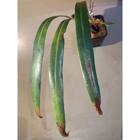 elaphoglossum | STORES