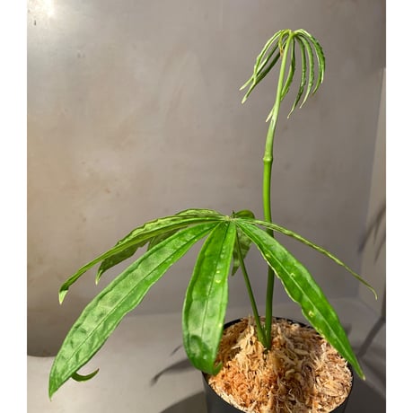 Anthurium polyschistum from Napo Ecuador [tanakay]