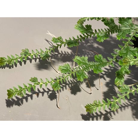 Selaginella sp. from Iquitos Peru [tanakay]