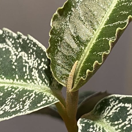Ardisia sp. from Sumatera barat [TB]