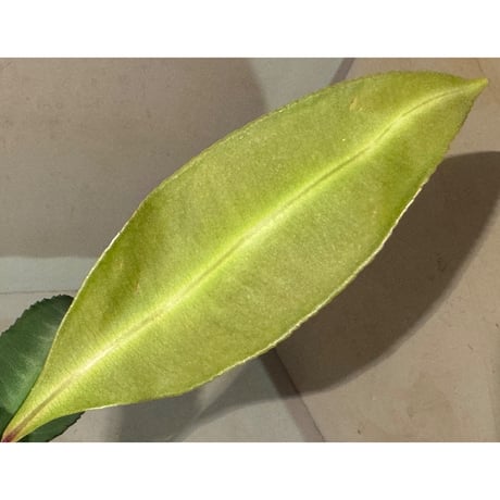 Labisia sp. "Padang" Sumatra barat [TB]
