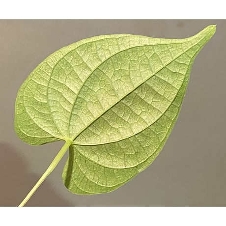 Dioscorea sp. from Chiang Mai [TK290518-1]