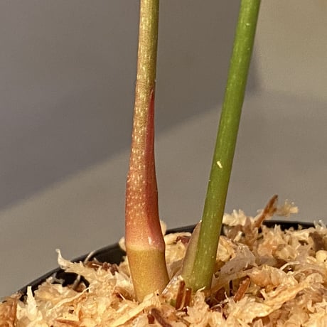 Anthurium sp. Ecuador