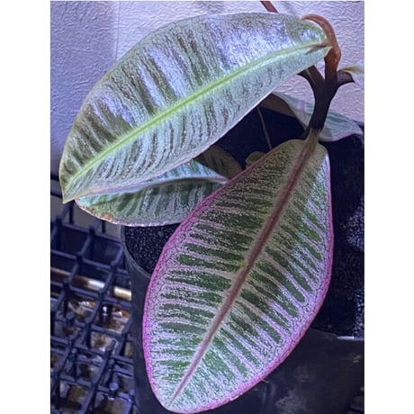 Labisia sp. from Riau