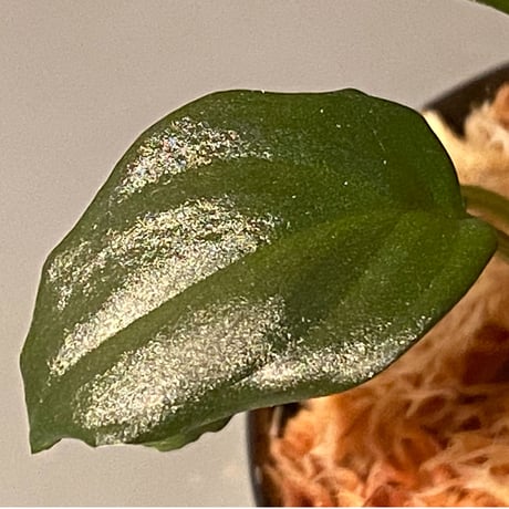 Homalomena sp. "Black Velvet" from Kepulauan Riau [KN]