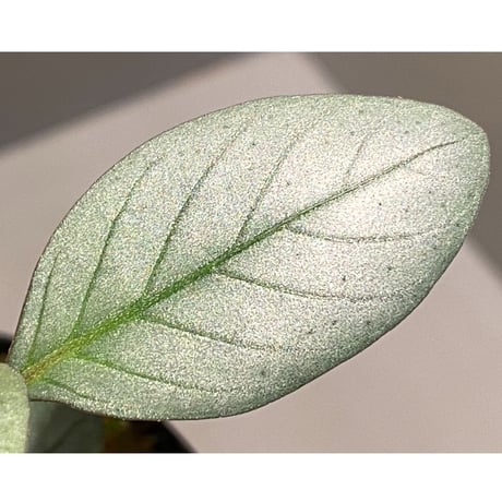 Acanthaceae gen. from Laos [LA]