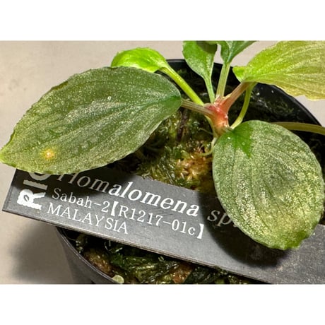 (タグ付き) Homalomena sp. Sabah-2 [R1217-01c]