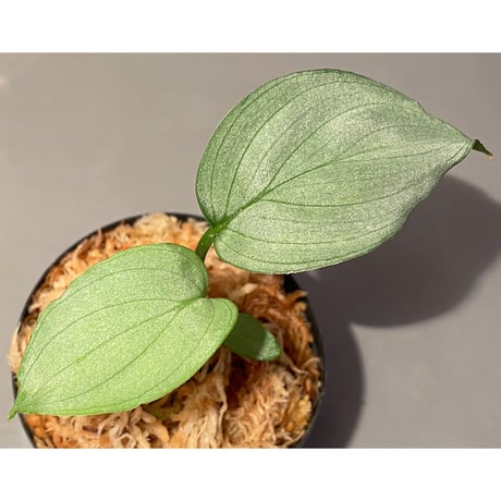 Homalomena sp. "Emerald Silver × ?" wf1 from Kepulauan Riau [KZT]
