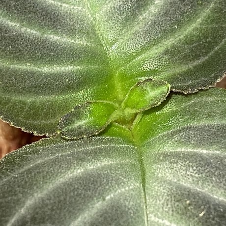 Gesneriaceae gen. from Kalimantan Barat
