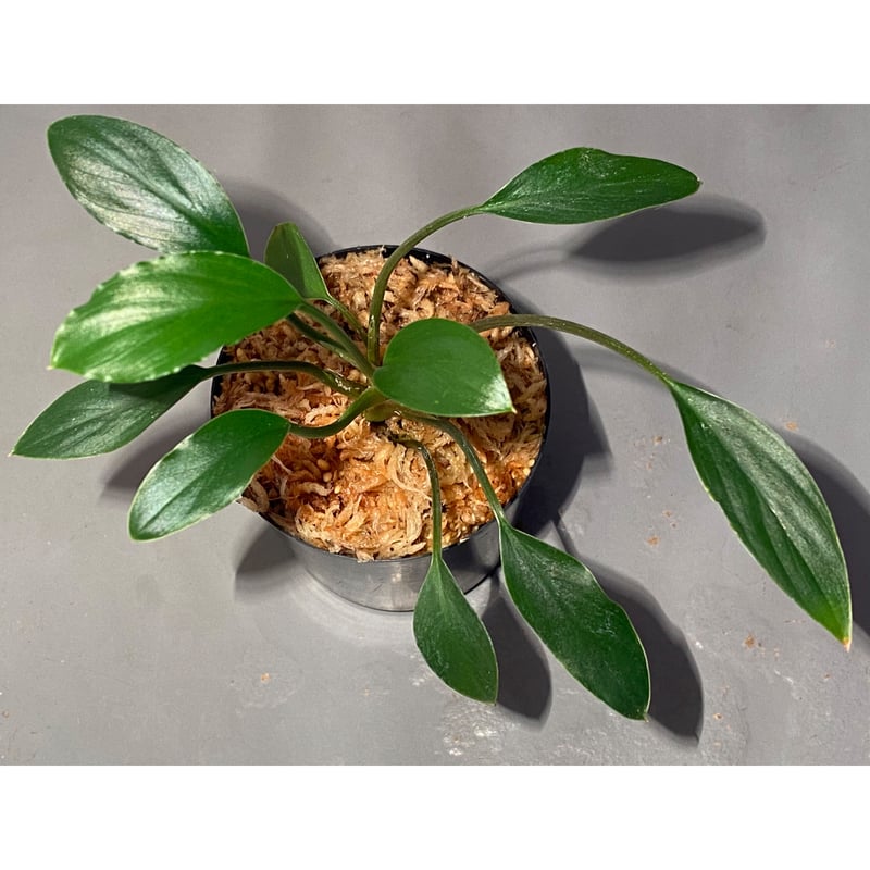 Homalomena sp. from Sekadau Selatan | M・R・G・R