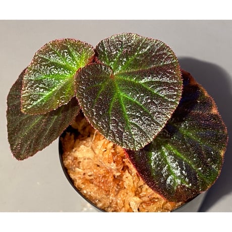 Begonia sp. from Manaus