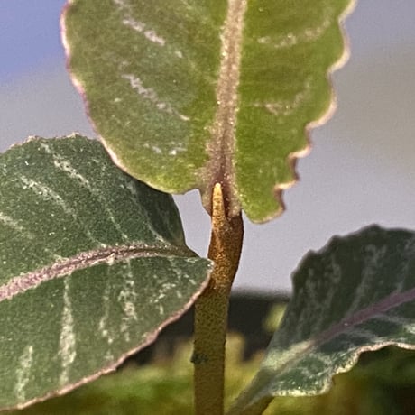 Labisia sp. from Riau
