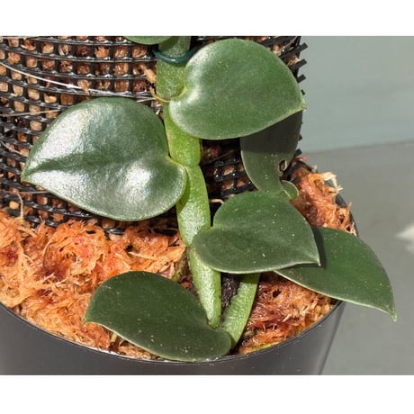 Rhaphidophora sp. from Khlong Yai Trat Thailand