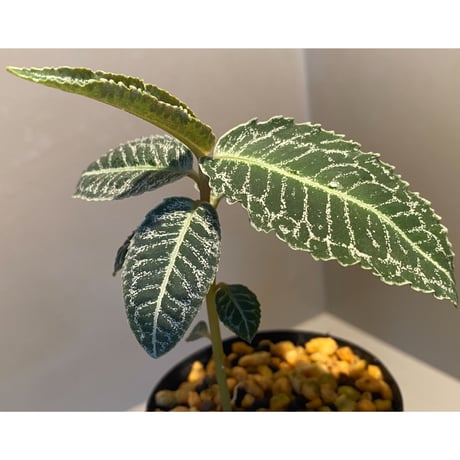 Ardisia sp. from Sumatera barat [TB]