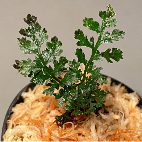 Bolbitis heteroclita cuspidata