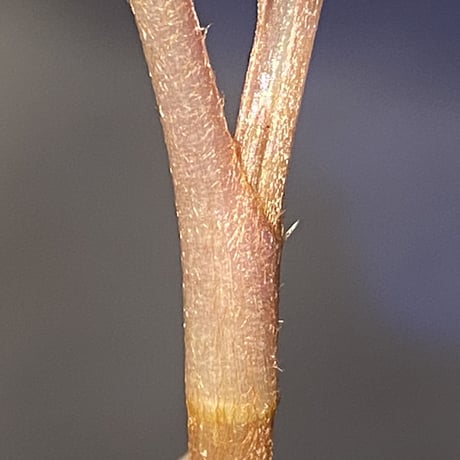 Spatholirion sp. from Guangxi