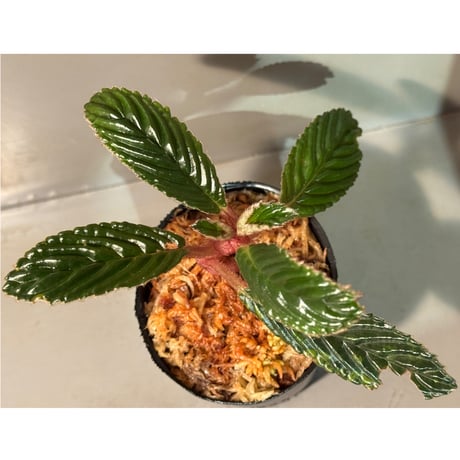 Acranthera sp. from Sekadau