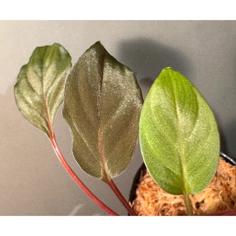 Homalomena sp. from Bengkayang West Kalimantan ②