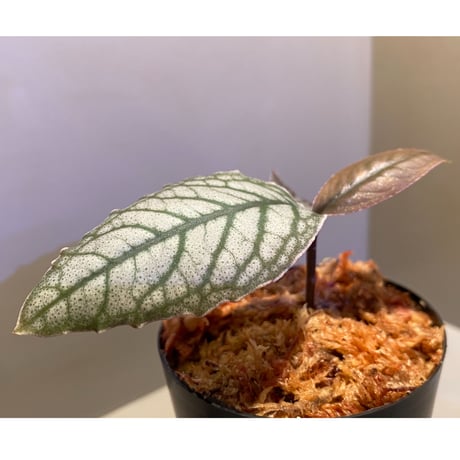 Ardisia sp. from Aceh sumatera [LA]