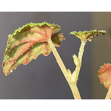 Begonia tenuifolia from Sukasada Bali [S0320-02] 伊藤蟻植物農園