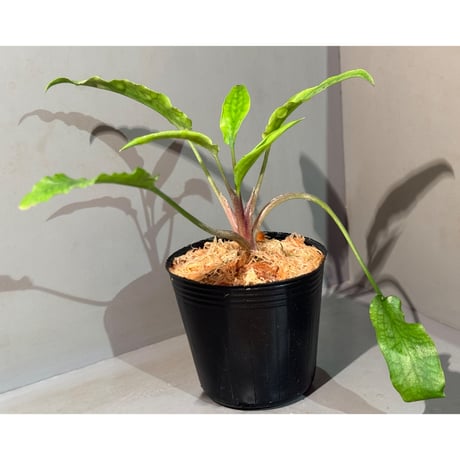 Cryptocoryne joshanii from Basilan island philippines [LA]