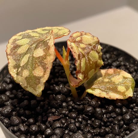 Begonia chlorosticta (Green) from Borneo Sarawak