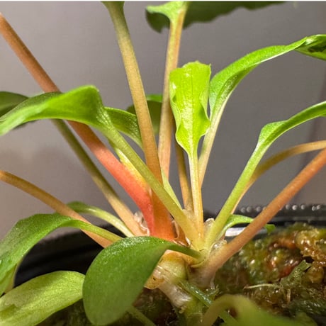(2芽立ち タグ付き) Homalomena sp. from Tambunan [TK200217]