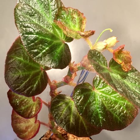 Begonia sp. from Manaus