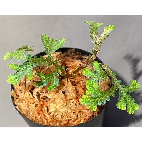 Selaginella willdenowii 伊藤蟻植物農園