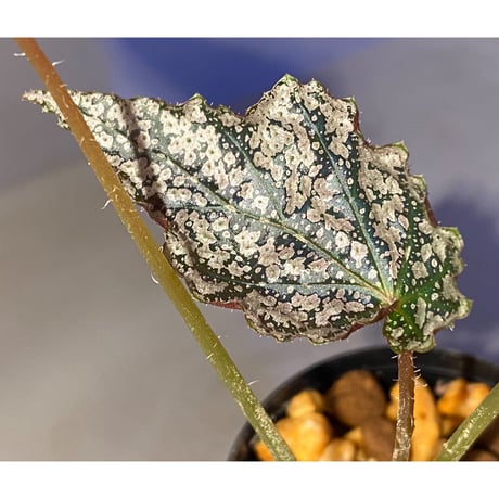 Begonia formosana from Taiwan