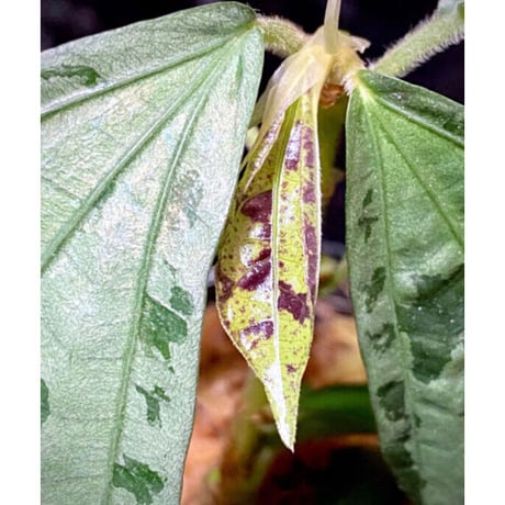 Elatostema sp. from Nopphitam [TK260915]