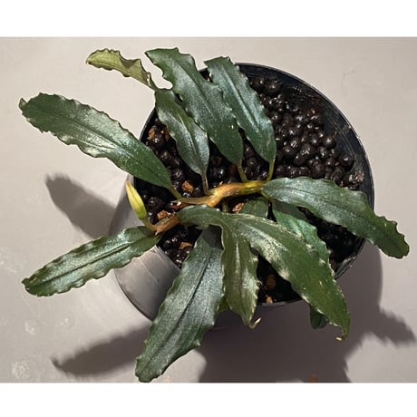 Bucephalandra sp. "Black Sword Kadri"